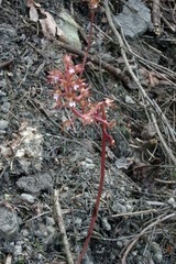 Corallorhiza maculata occidentalis