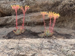 Dudleya saxosa collomiae