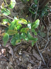 Prunus lusitanica azorica