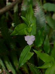 Tradescantia poelliae image