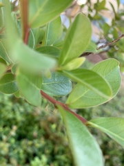Lonicera involucrata