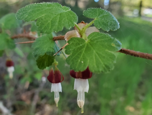 Image of Ribes menziesii by (c) Jonathan Curley, some rights reserved (CC BY)