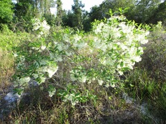 Chionanthus
