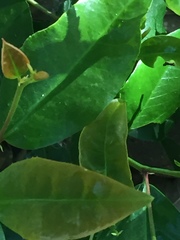 Prunus lusitanica azorica