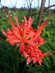 Nerine sarniensis