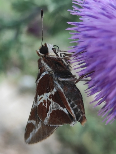 Xarina Skipper