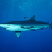 Blue Shark - Photo (c) Patrick Doll, some rights reserved (CC BY-SA)