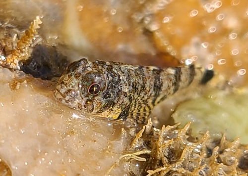 Carmine triplefin (Enneanectes carminalis) — Tripterygiidae — 3
