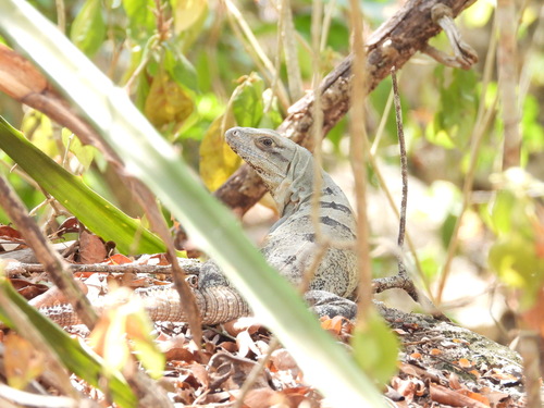 Iguana negra de cola espinosa