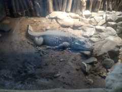 Crocodylia