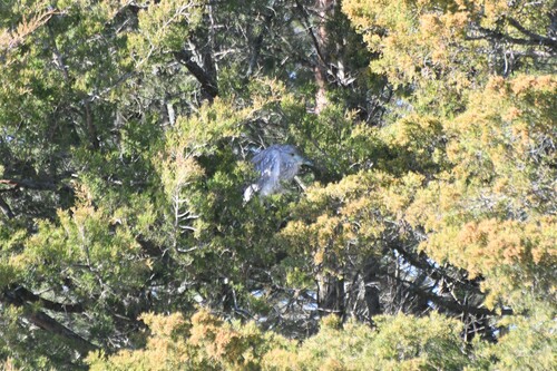 Black-crowned Night Heron photographed in Delaware