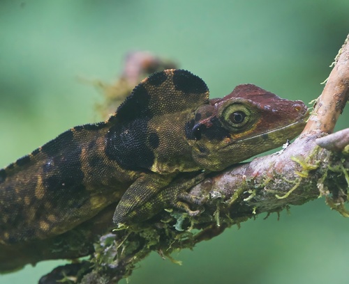Fraser's Anole, Anolis fraseri