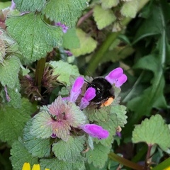 Bombus pratorum