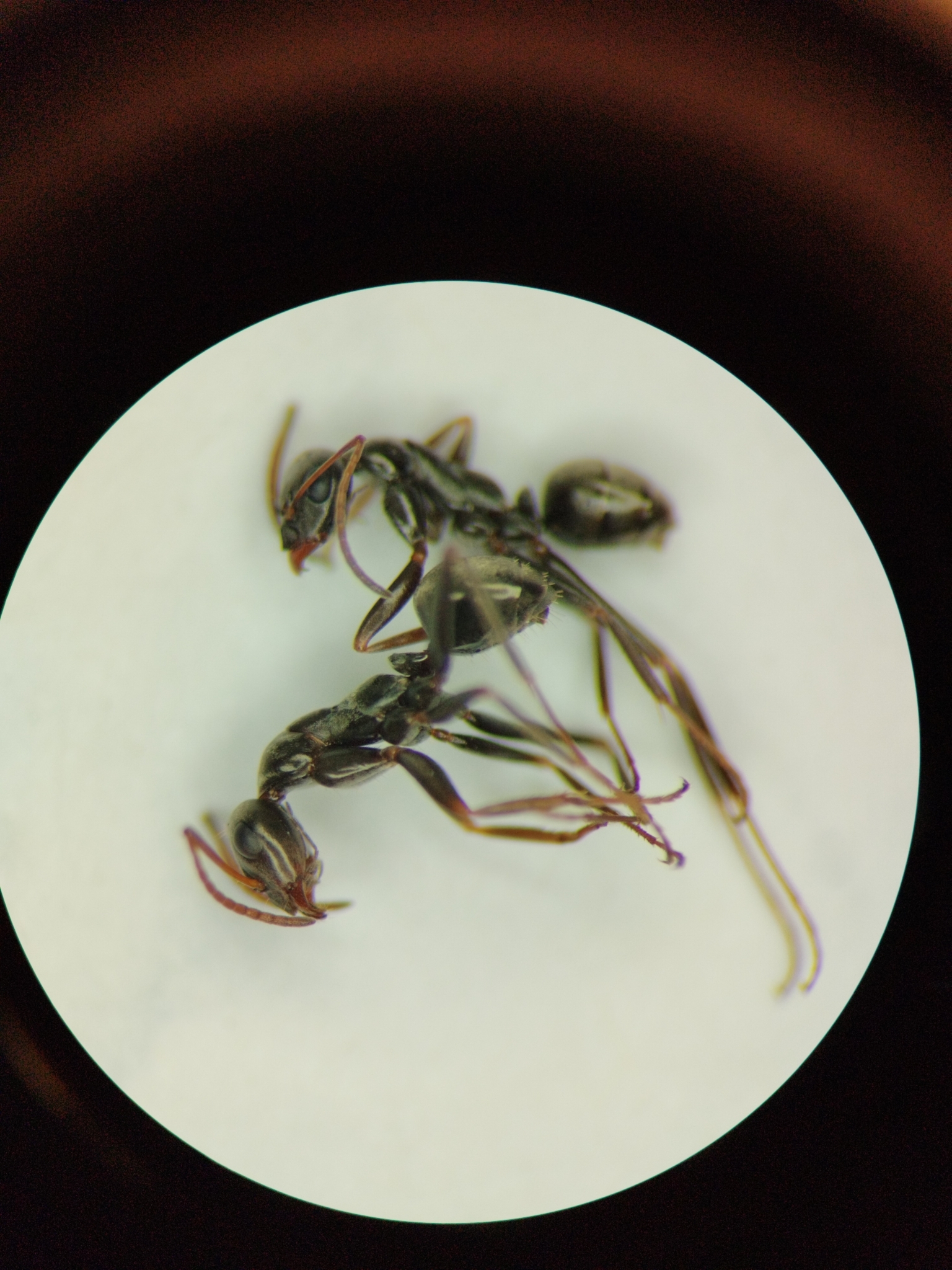 Formica subelongata