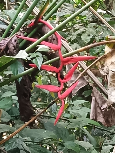 Image of Heliconia pendula by (c) Guillaume Delaitre, some rights reserved (CC BY)