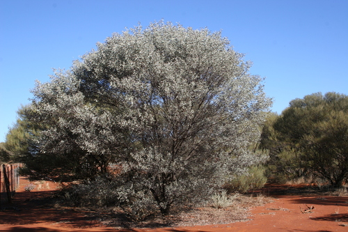 Acacia caesaneura thumbnail