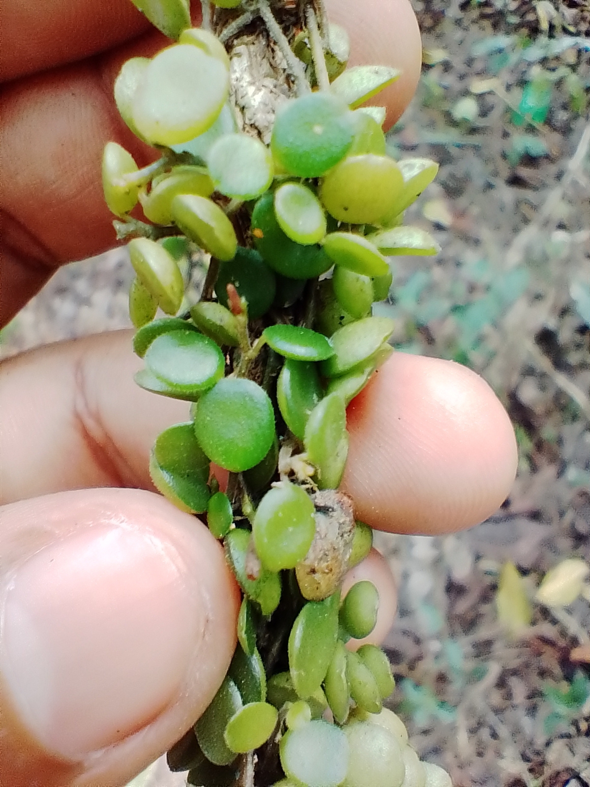 Imagem de Peperomia Hope
