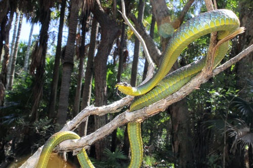 Common Tree Snake sighting