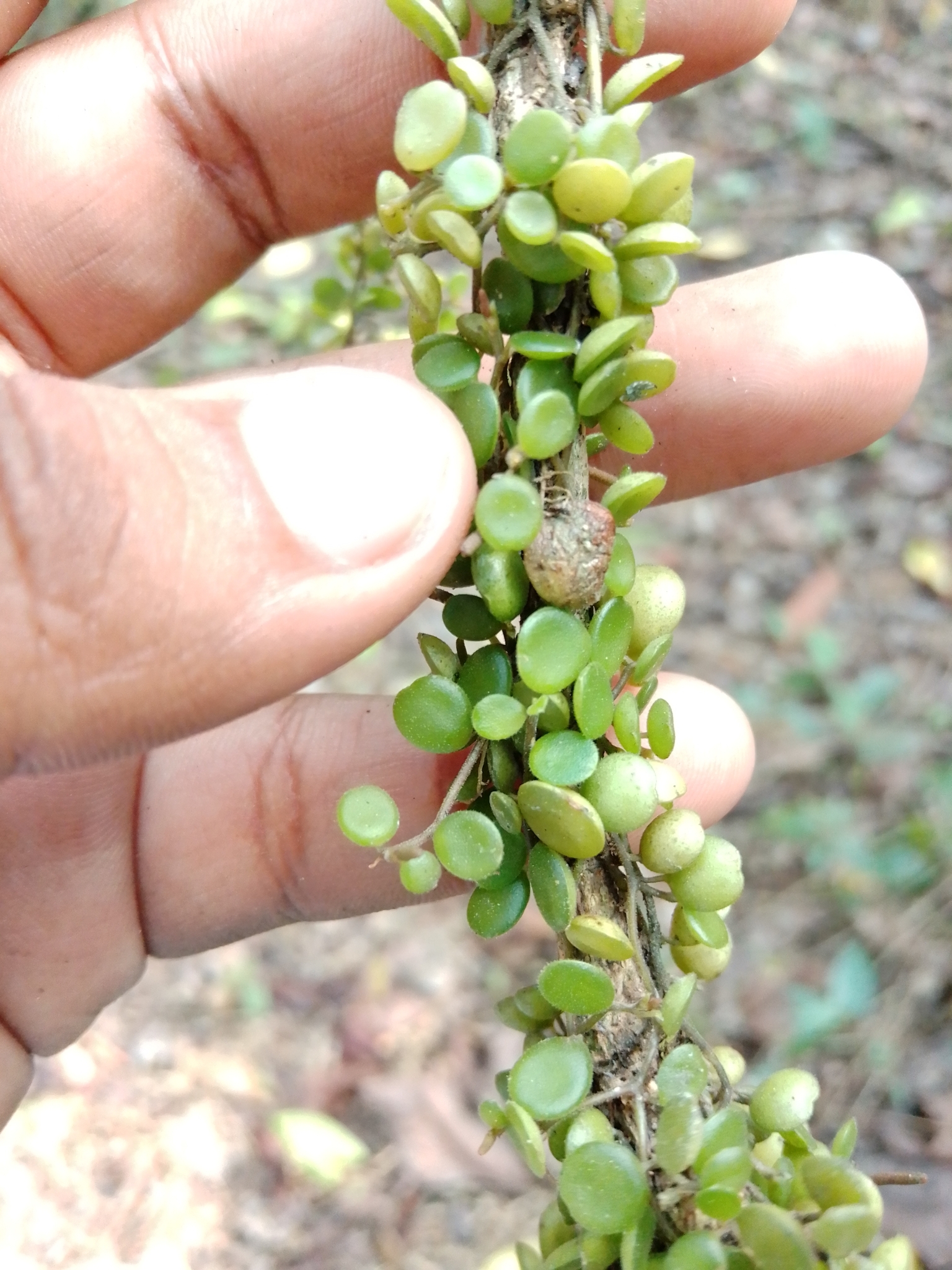 Imagem de Peperomia Hope