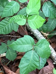 Toxicodendron radicans image