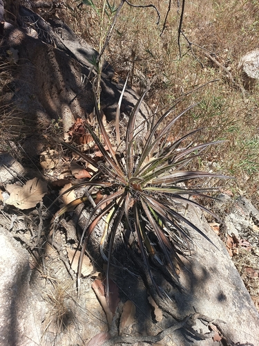 Image of Thread-Leaf Agave (Agave schidigera) by (c) Ricardo Betancourt Sánchez, some rights reserved (CC BY)