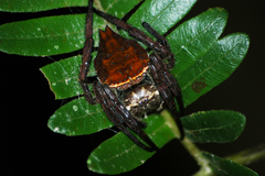 Caerostris extrusa