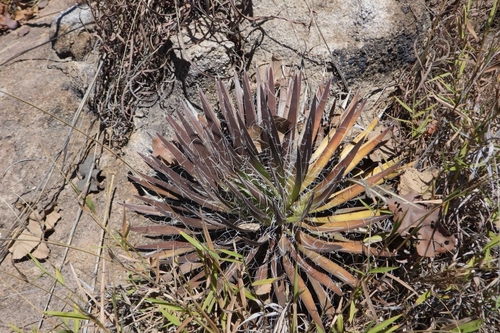 Agave schidigera