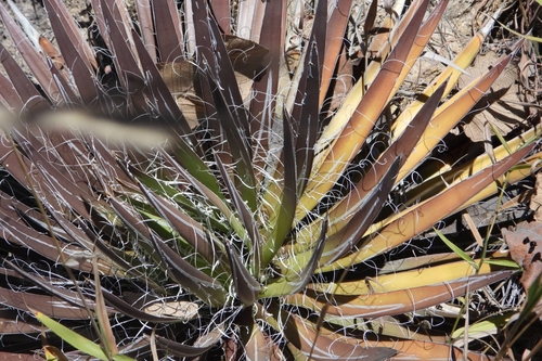 Agave schidigera