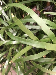 Muehlenbeckia platyclada