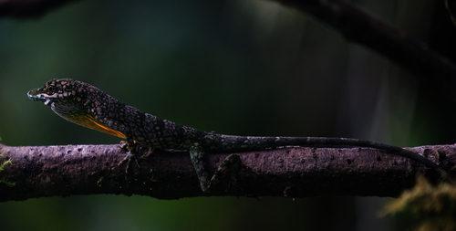 Andes Anole, Anolis gemmosus