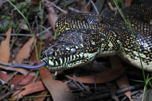 Diamond Python sighting