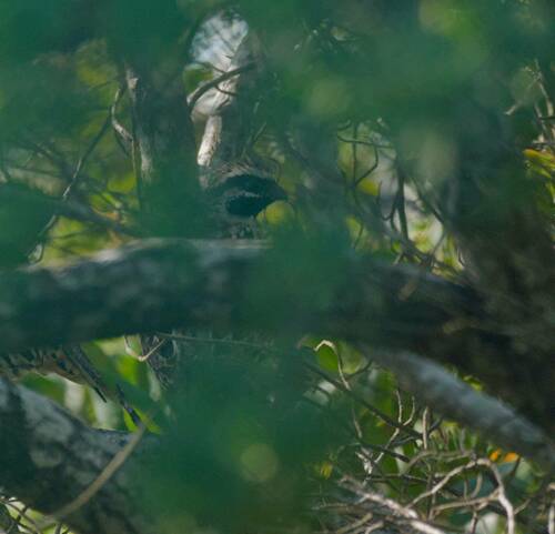 Yucatan Bobwhite (Colinus nigrogularis), photo 9