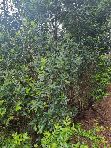 Image of Ilex canariensis by (c) Vítor Jorge, some rights reserved (CC BY)