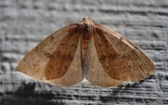 Thallophaga hyperborea