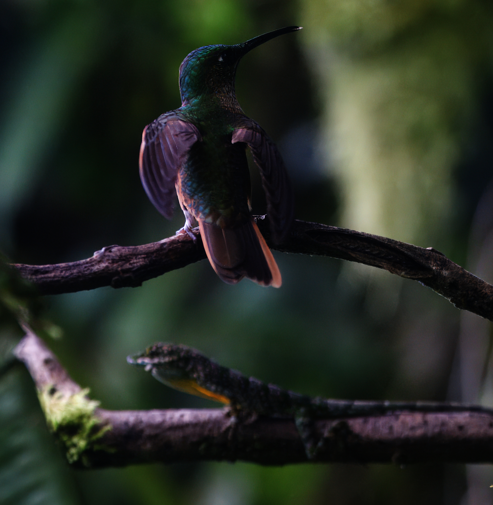 Fawn-breasted Brilliant illustration