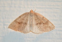 Thallophaga hyperborea