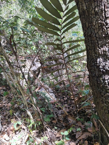 Ceratozamia latifolia, photograph 2