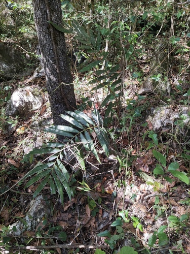Ceratozamia latifolia, photograph 1