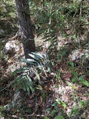 Ceratozamia latifolia