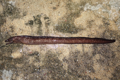 Brown Moray-Eel photo 4
