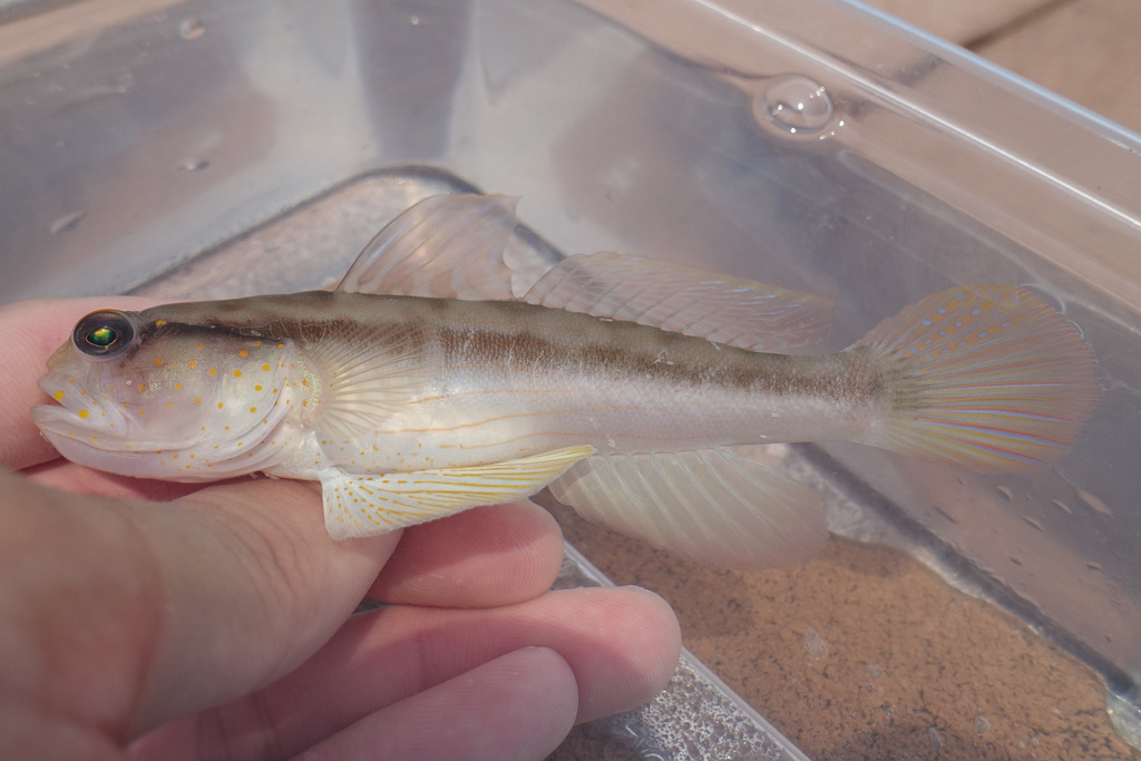 Yellow-Spotted Shrimpgoby
