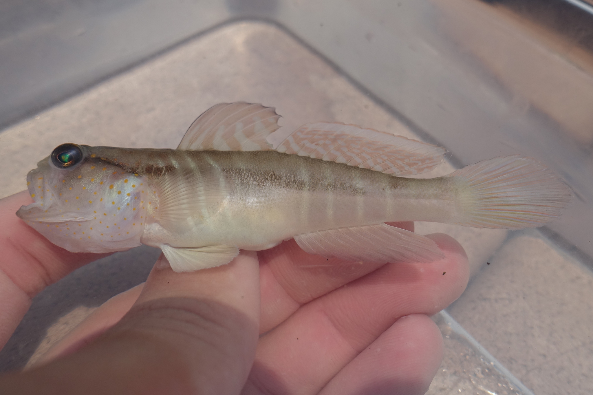 Yellow-Spotted Shrimpgoby photo 5
