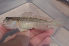 Yellow-Spotted Shrimpgoby photo 2