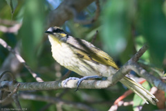 Gavicalis versicolor