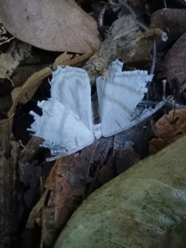 Therinia diffguyana
