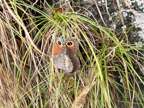 Loxerebia albipuncta