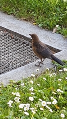Turdus merula