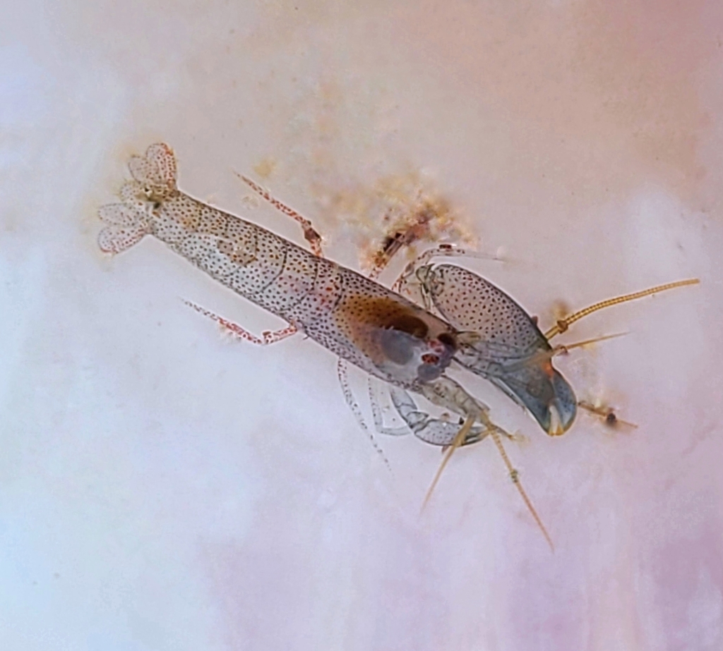 littoral pistol shrimp