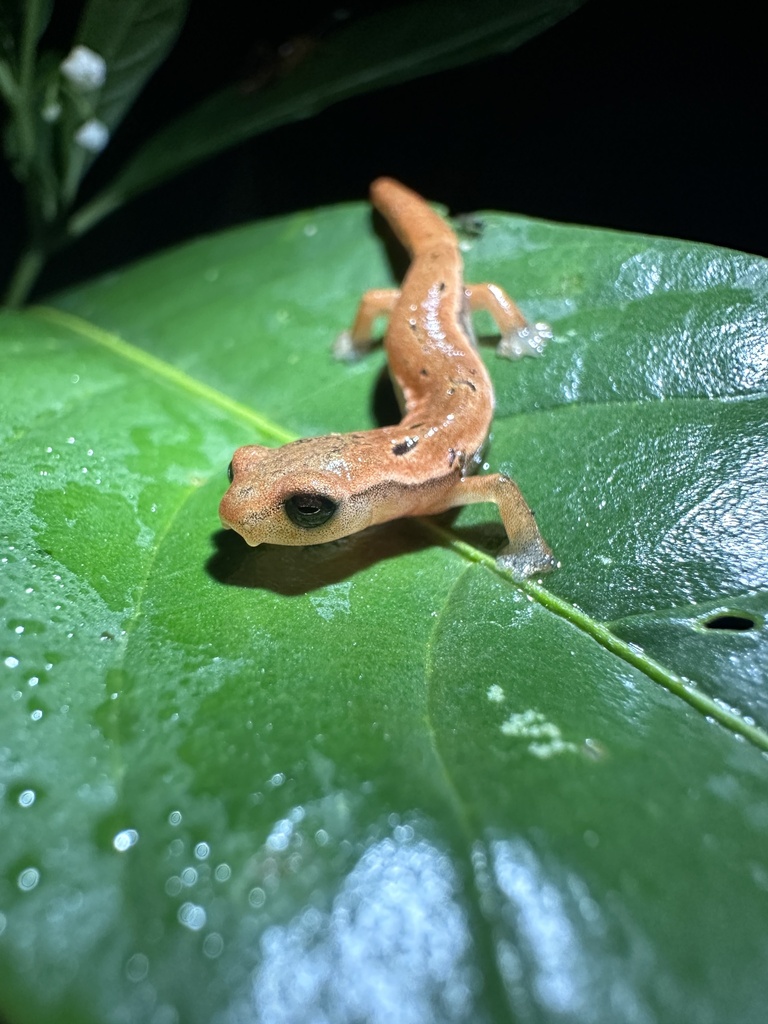 Coban Mushroomtongue Salamander