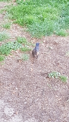 Turdus merula